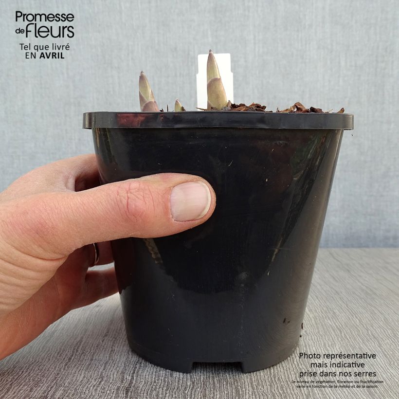 Spécimen de Hosta Ki Ren Jyaku Pot de 1,5L/2L tel que livré au printemps