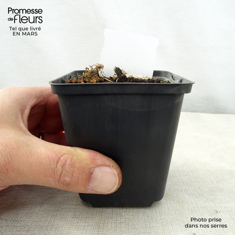 Spécimen de Hosta Kiwi Full Monty Godet de 8/9 cm tel que livré au printemps