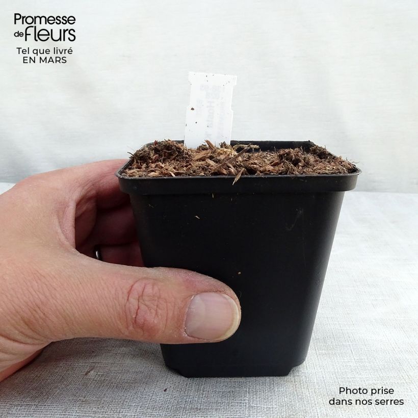 Example of Hosta Krossa Regal Godet de 8/9 cm as you get in printemps