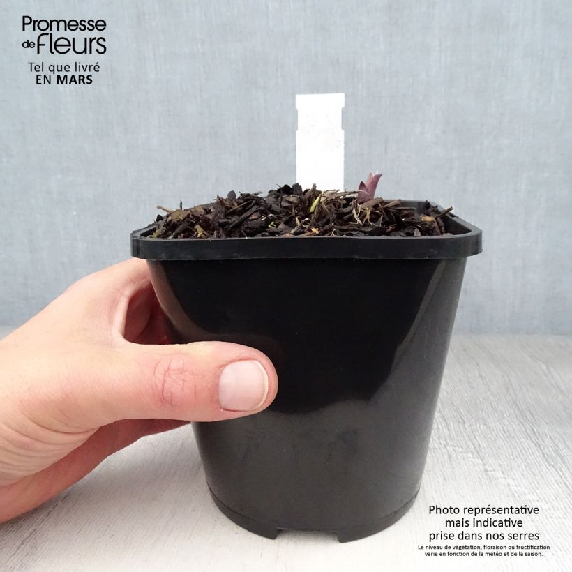 Example of Hosta Lady in Red Pot de 1,5L/2L as you get in printemps