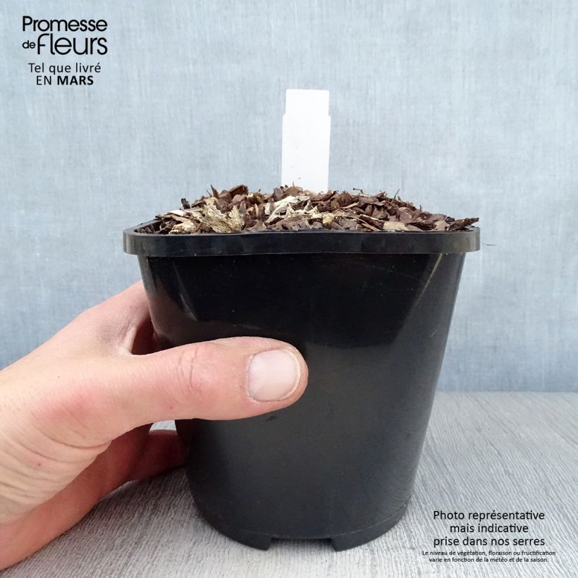 Example of Hosta Lakeside Maverick Pot de 1,5L/2L as you get in printemps