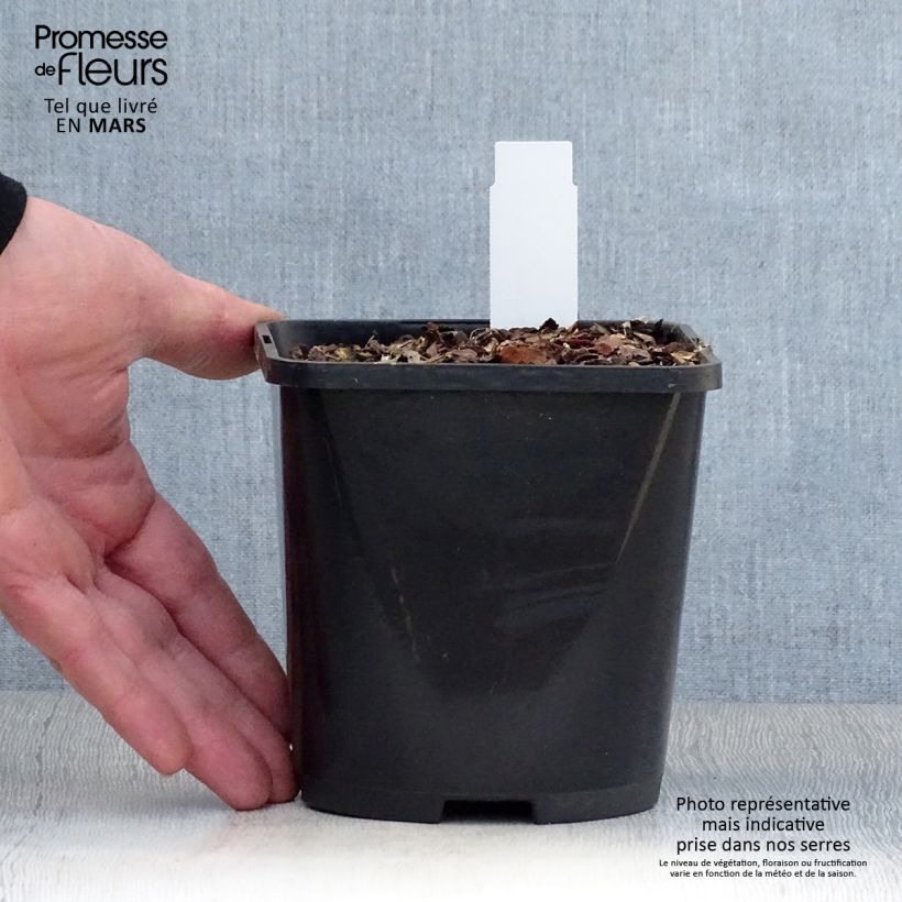 Example of Hosta Lakeside Paisley Print Pot de 1,5L/2L as you get in printemps