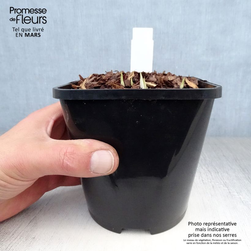 Example of Hosta Little Devil Pot de 1,5L/2L as you get in printemps