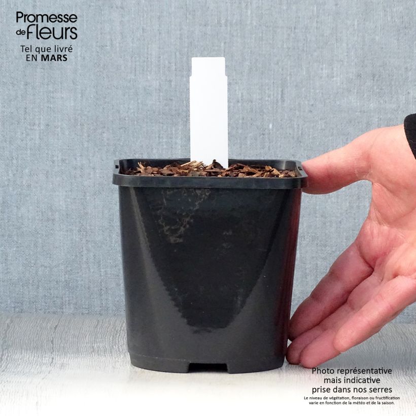 Example of Hosta Mighty Mouse Pot de 1,5L/2L as you get in printemps
