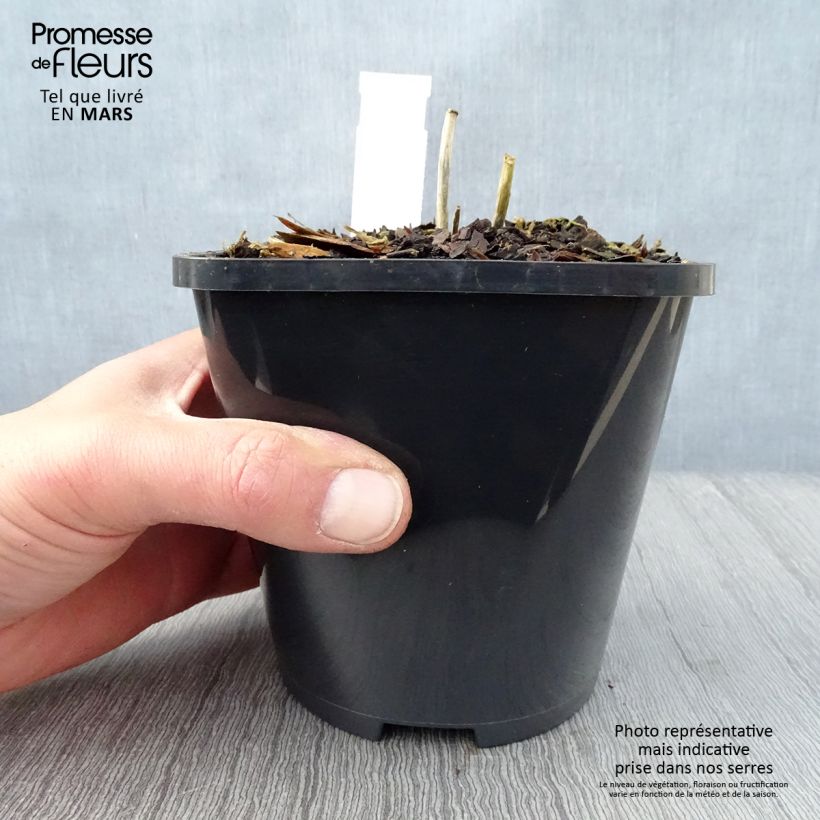 Spécimen de Hosta Mini Skirt Pot de 1,5L/2L tel que livré au printemps