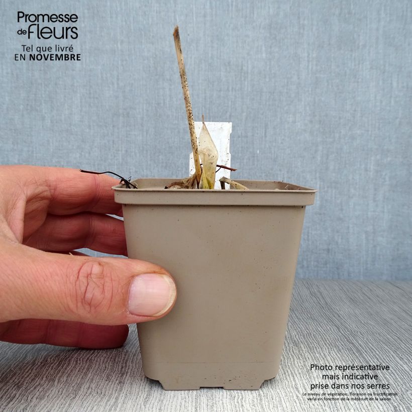 Spécimen de Hosta Minuteman Godet de 8/9 cm tel que livré en automne