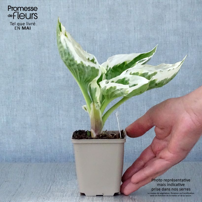 Example of Hosta Minuteman Godet de 8/9 cm as you get in printemps
