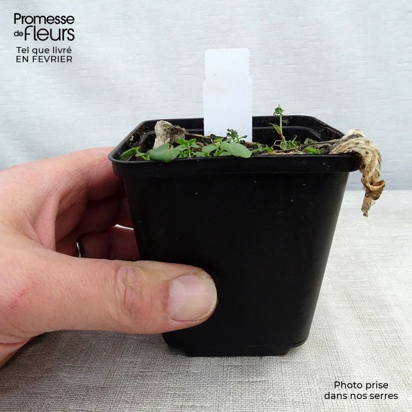 Example of Hosta Morning Light Godet de 8/9 cm as you get in hiver