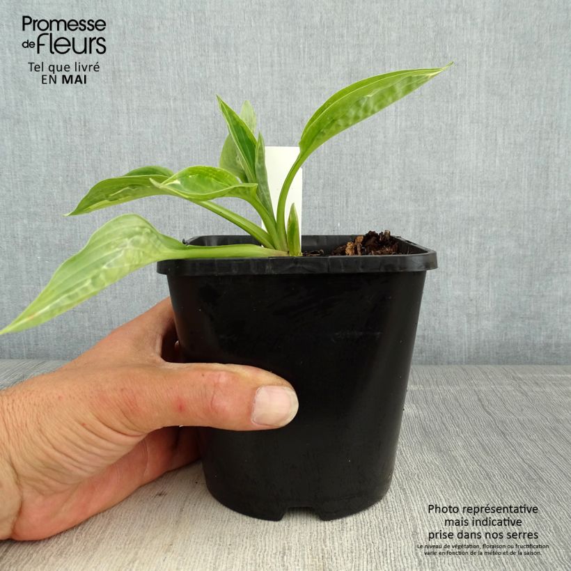 Example of Hosta Moulin Rouge Pot de 1,5L/2L as you get in printemps