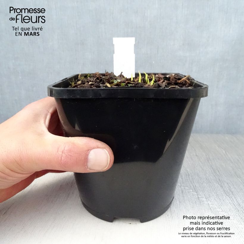 Spécimen de Hosta Obi-One Kenobi Pot de 1,5L/2L tel que livré au printemps