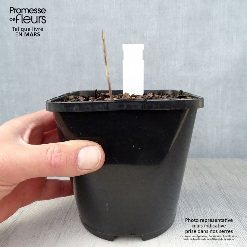 Example of Hosta Orange Star Pot de 1,5L/2L as you get in printemps