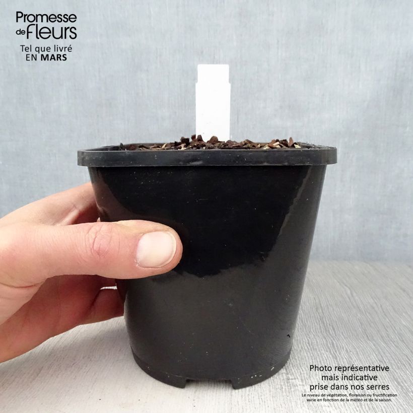 Example of Hosta Orion's Belt Pot de 1,5L/2L as you get in printemps