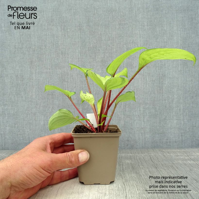 Example of Hosta Paradise Island Godet de 8/9 cm as you get in printemps