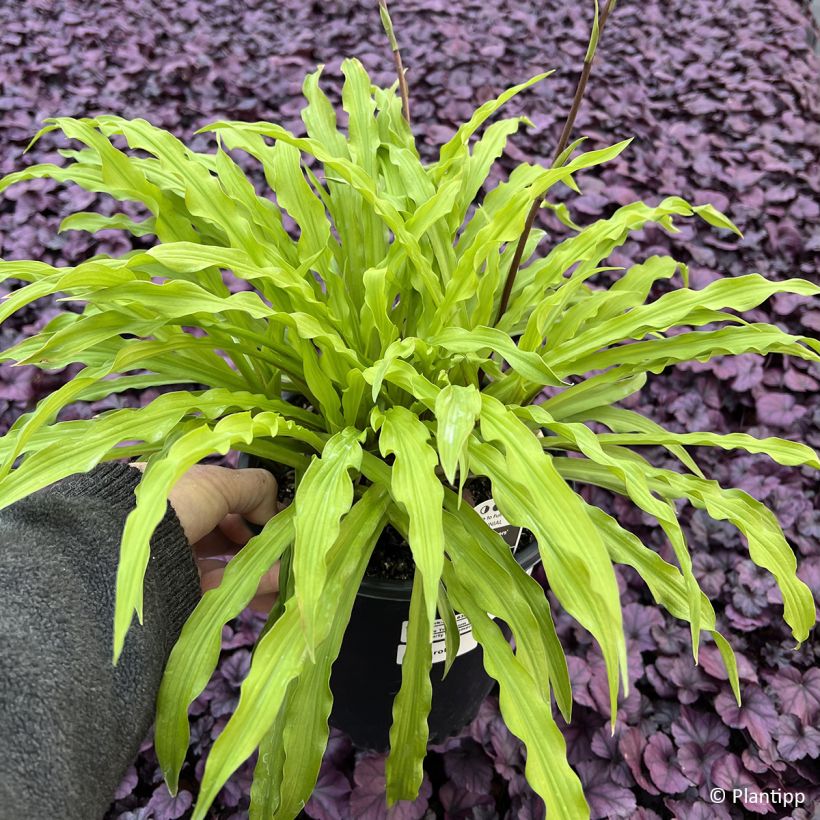 Hosta Party Streamers (Feuillage)
