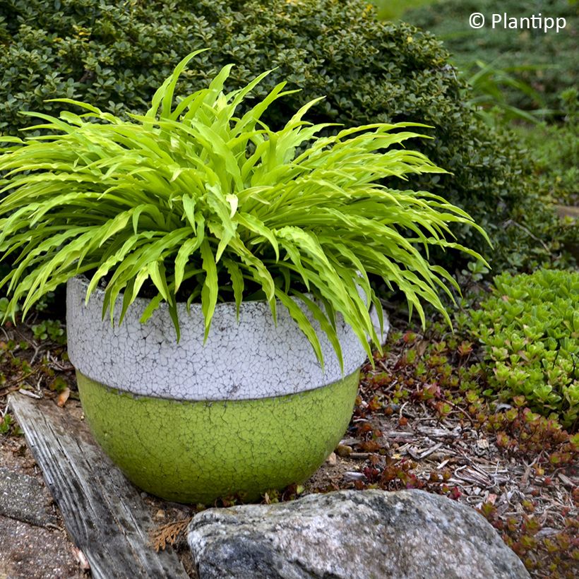 Hosta Party Streamers (Port)