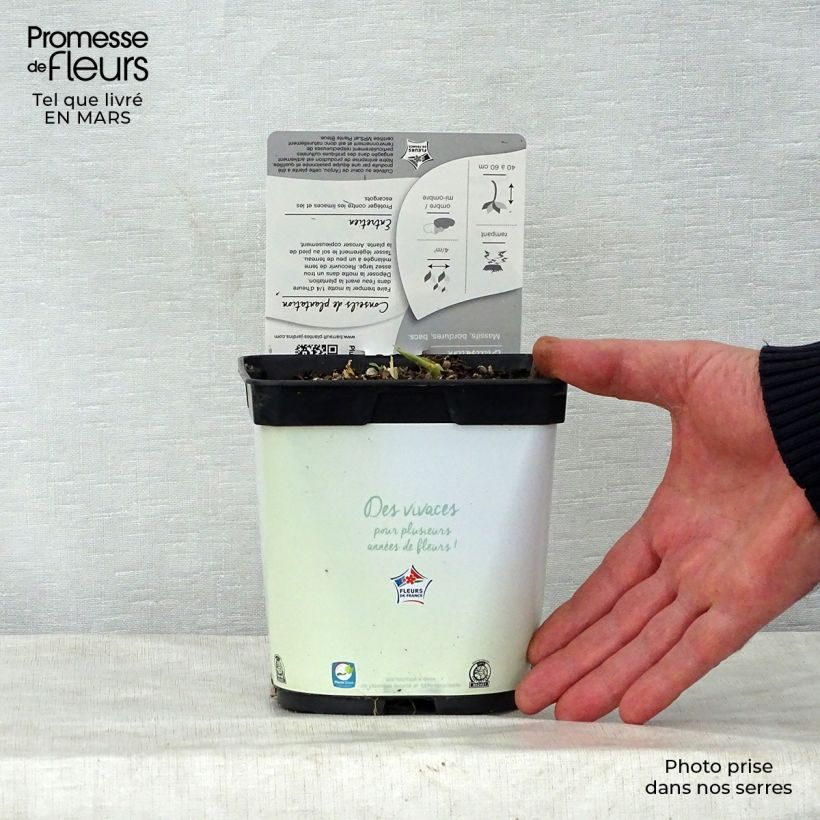 Example of Hosta Paul s Glory Pot de 2L/3L as you get in printemps