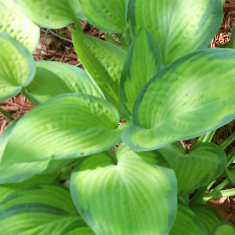 Hosta Paul s Glory (Foliage)