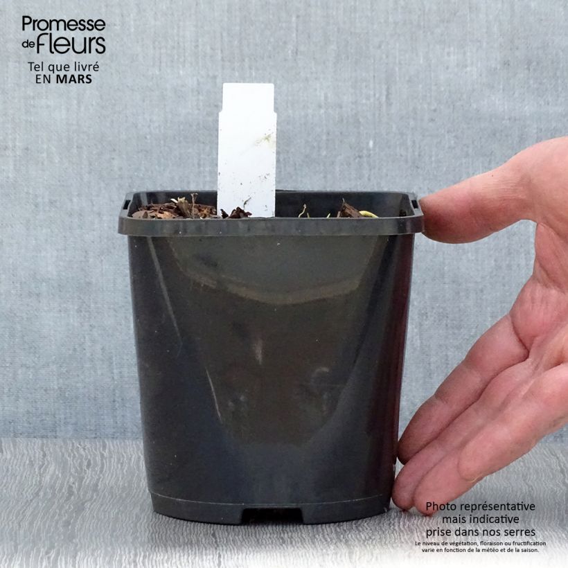 Example of Hosta Pin Up Pot de 1,5L/2L as you get in printemps