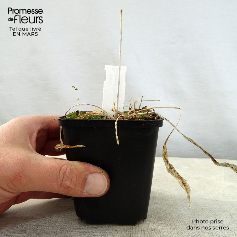 Spécimen de Hosta Praying Hands Godet de 8/9 cm tel que livré au printemps