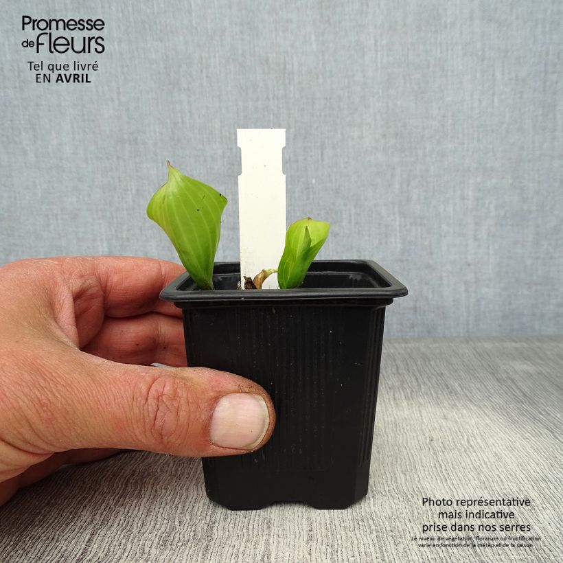 Example of Hosta Purple Heart Godet de 8/9 cm as you get in printemps