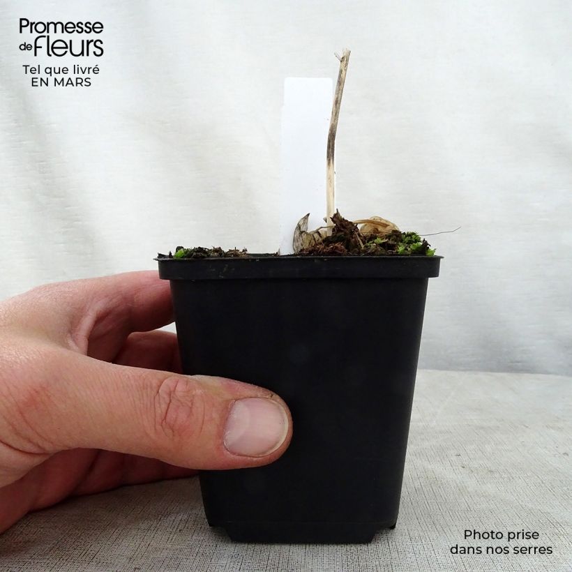 Spécimen de Hosta Queen Josephine Godet de 8/9 cm tel que livré au printemps