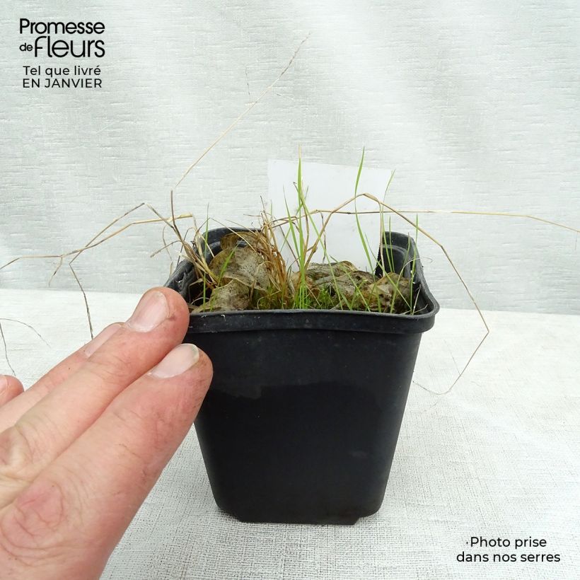 Spécimen de Hosta Rainbows End Godet de 8/9 cm tel que livré en hiver