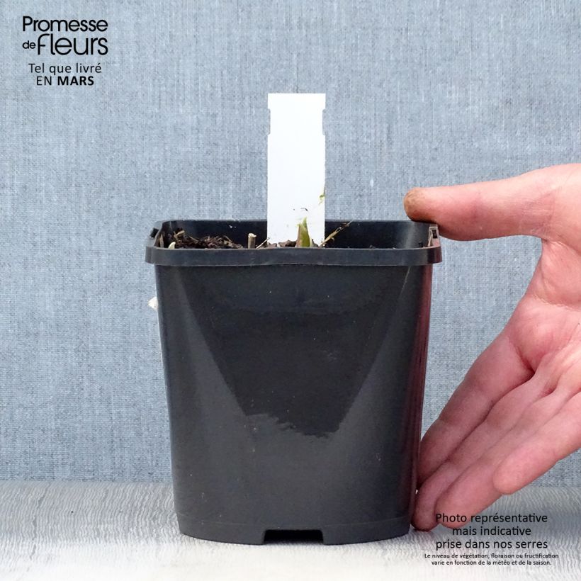 Spécimen de Hosta Rainbows End Pot de 1,5L/2L tel que livré au printemps