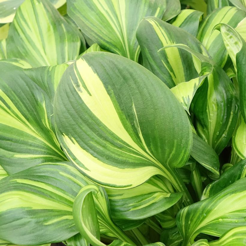 Hosta Rainbows End (Feuillage)
