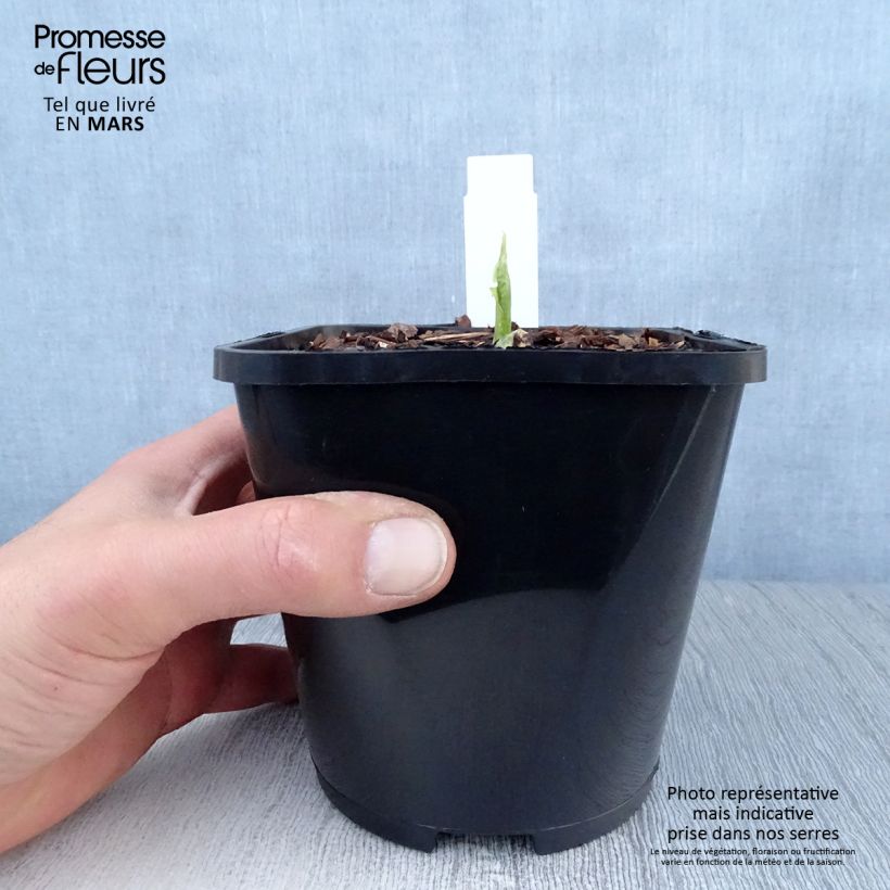 Spécimen de Hosta Raspberry Sundae Pot de 1,5L/2L tel que livré au printemps