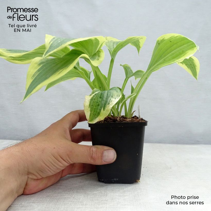 Example of Hosta Robert Frost Godet de 8/9 cm as you get in printemps