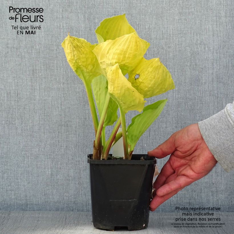 Spécimen de Hosta Ruffed Up Pot de 1,5L/2L tel que livré au printemps