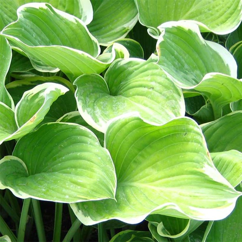 Hosta Sagae (Foliage)