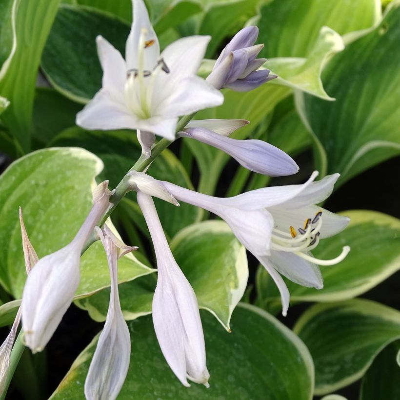 Hosta Sagae (Flowering)