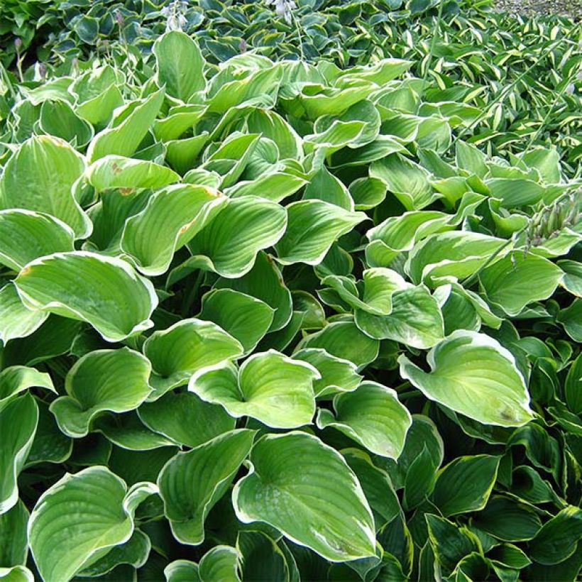 Hosta Sagae (Plant habit)