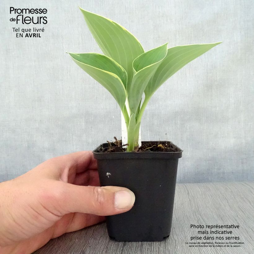 Example of Hosta Sagae Godet de 8/9 cm as you get in printemps