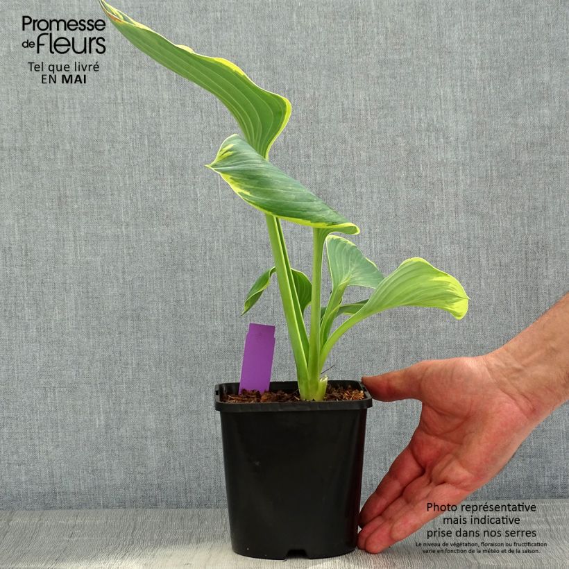 Example of Hosta Sagae Pot de 1,5L/2L as you get in printemps
