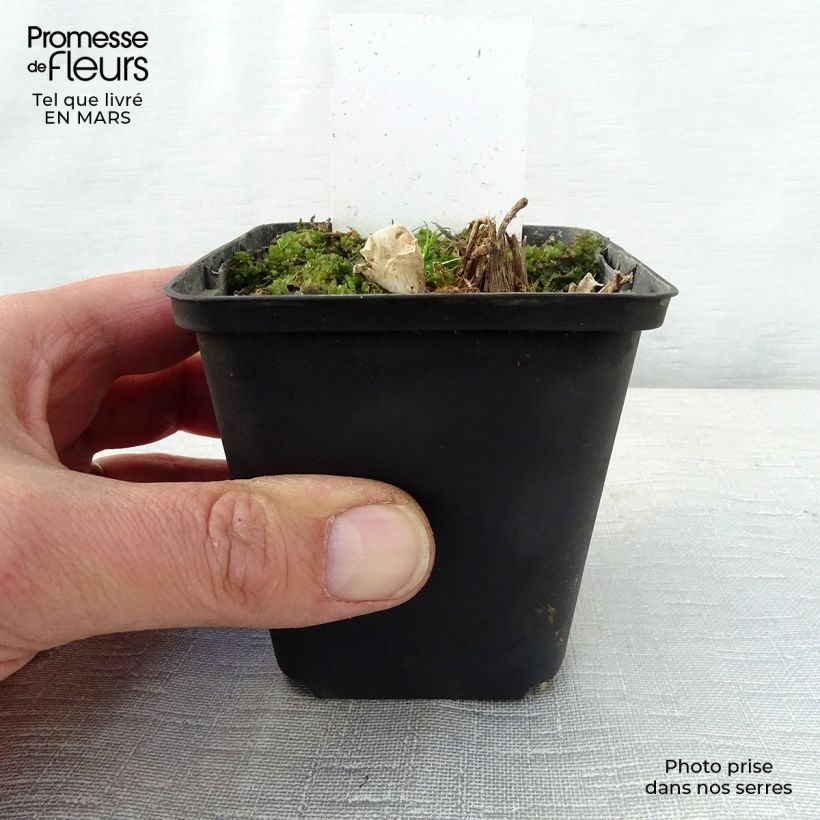 Example of Hosta Saint Paul Godet de 8/9 cm as you get in printemps