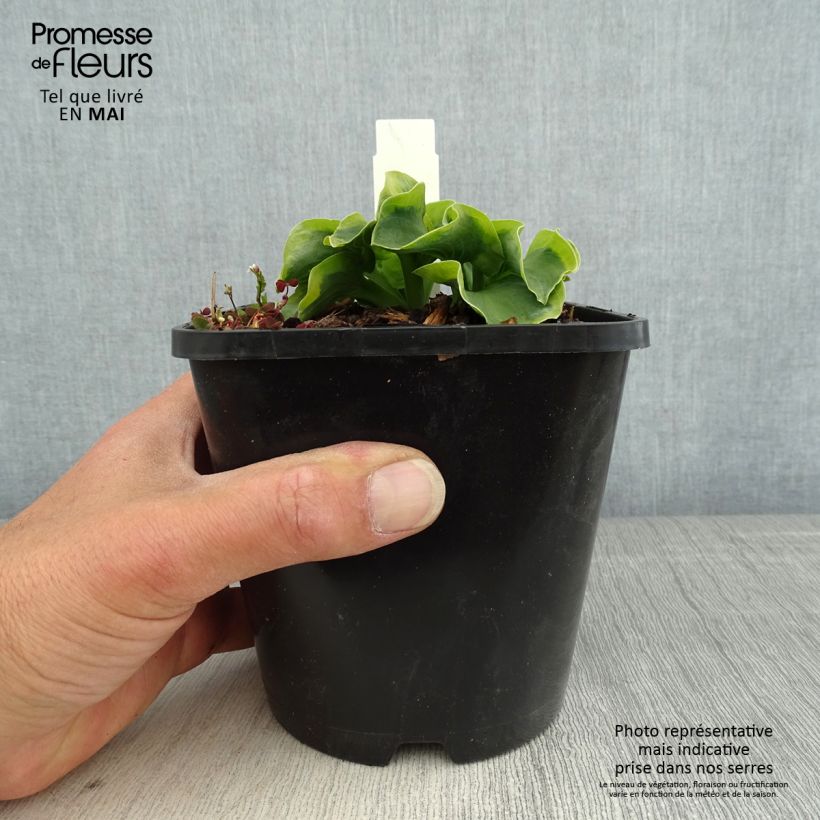 Example of Hosta School Mouse Pot de 1,5L/2L as you get in printemps