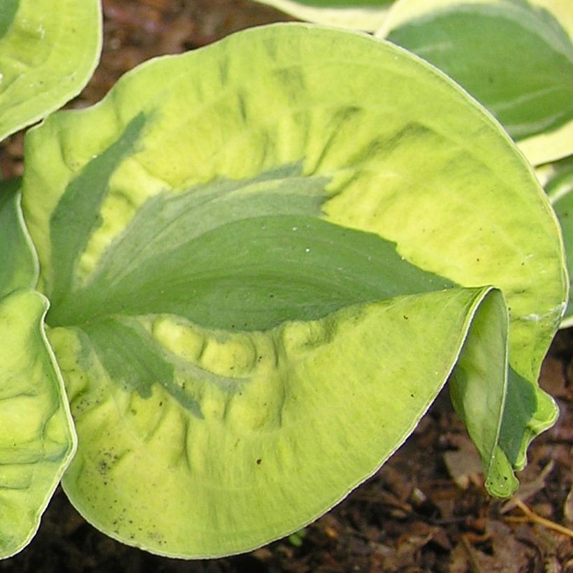 Hosta School Mouse (Foliage)