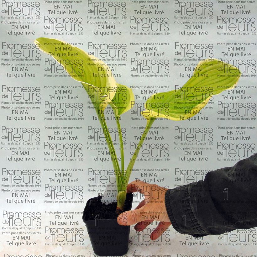 Example of Hosta Shade Fanfare Godet de 8/9 cm as you get