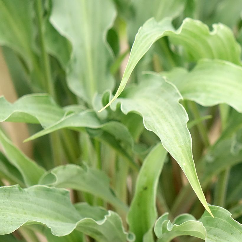 Hosta Silly String (Foliage)