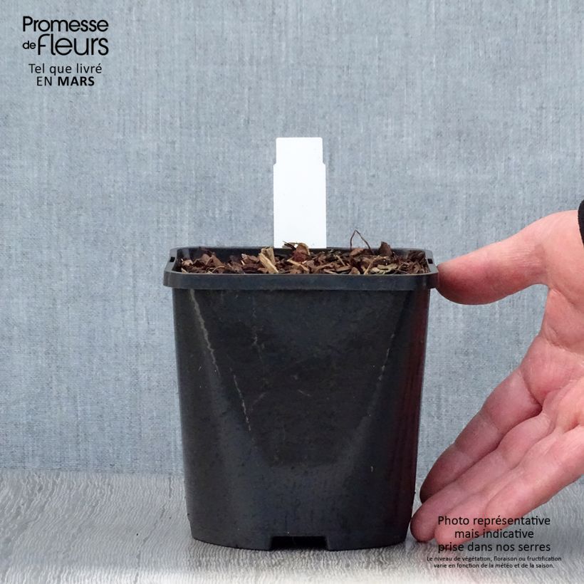 Example of Hosta Snake Eyes Pot de 1,5L/2L as you get in printemps
