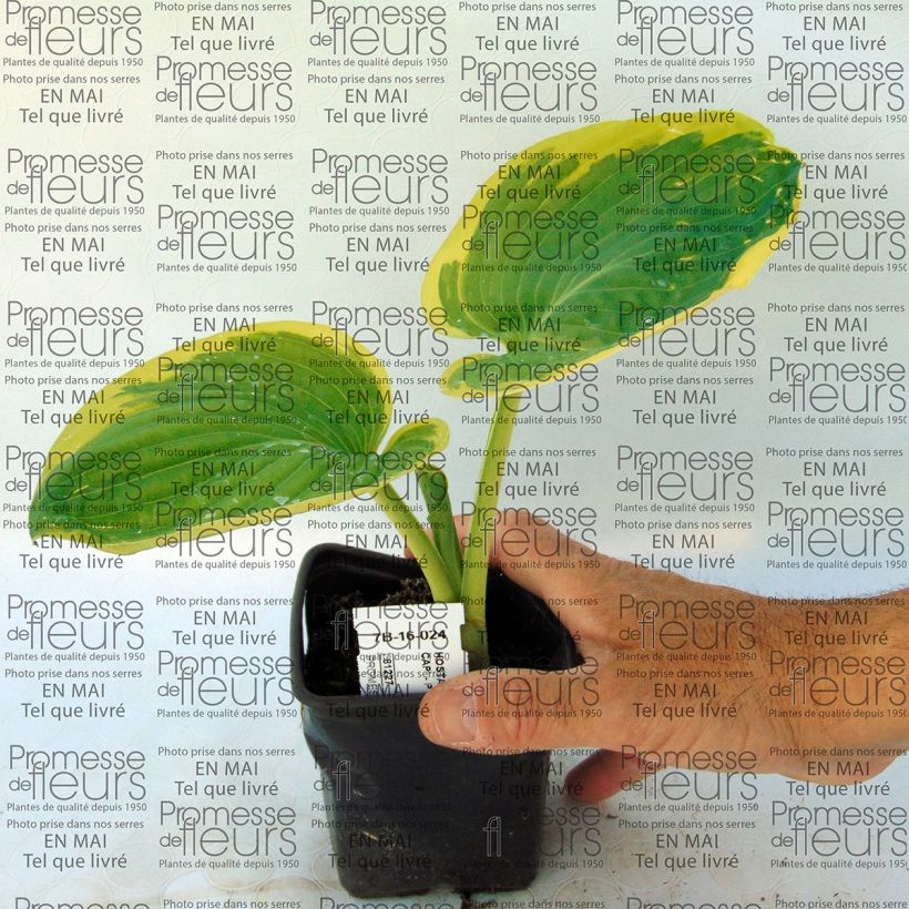 Exemple de spécimen de Hosta Snow Cap Godet de 8/9 cm tel que livré