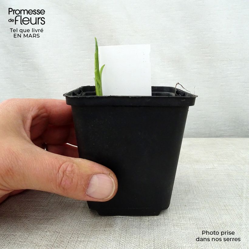 Spécimen de Hosta So Sweet Godet de 8/9 cm tel que livré au printemps