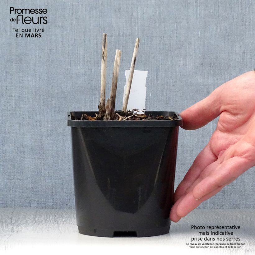 Spécimen de Hosta Spritzer Pot de 1,5L/2L tel que livré au printemps