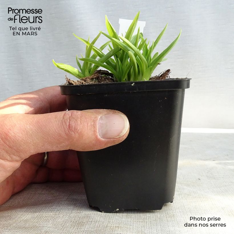 Spécimen de Hosta Stiletto Godet de 8/9 cm tel que livré au printemps