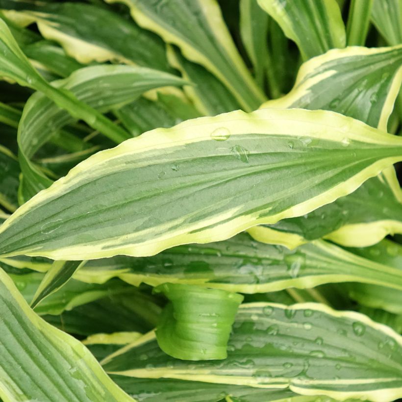 Hosta Stiletto (Feuillage)