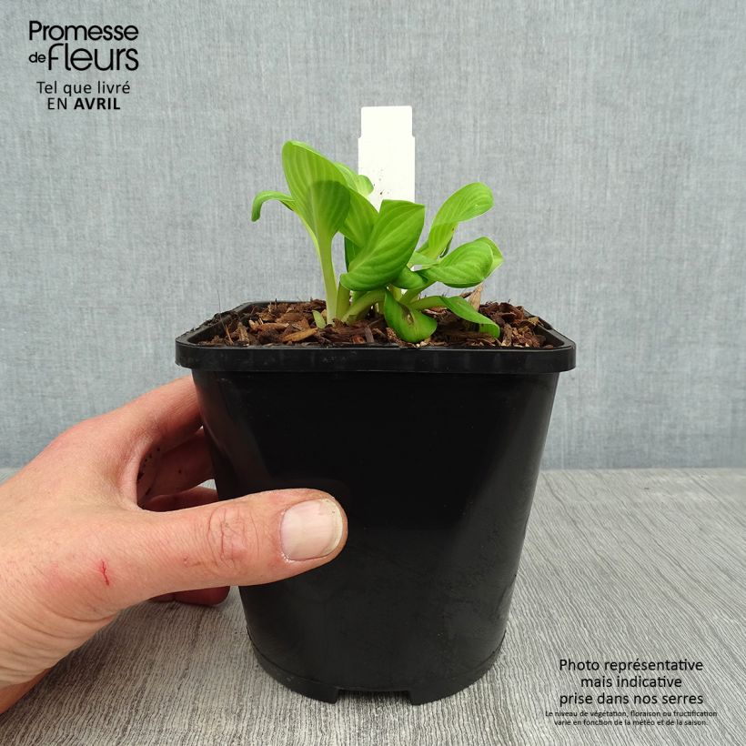 Example of Hosta Sun Mouse Pot de 1,5L/2L as you get in printemps