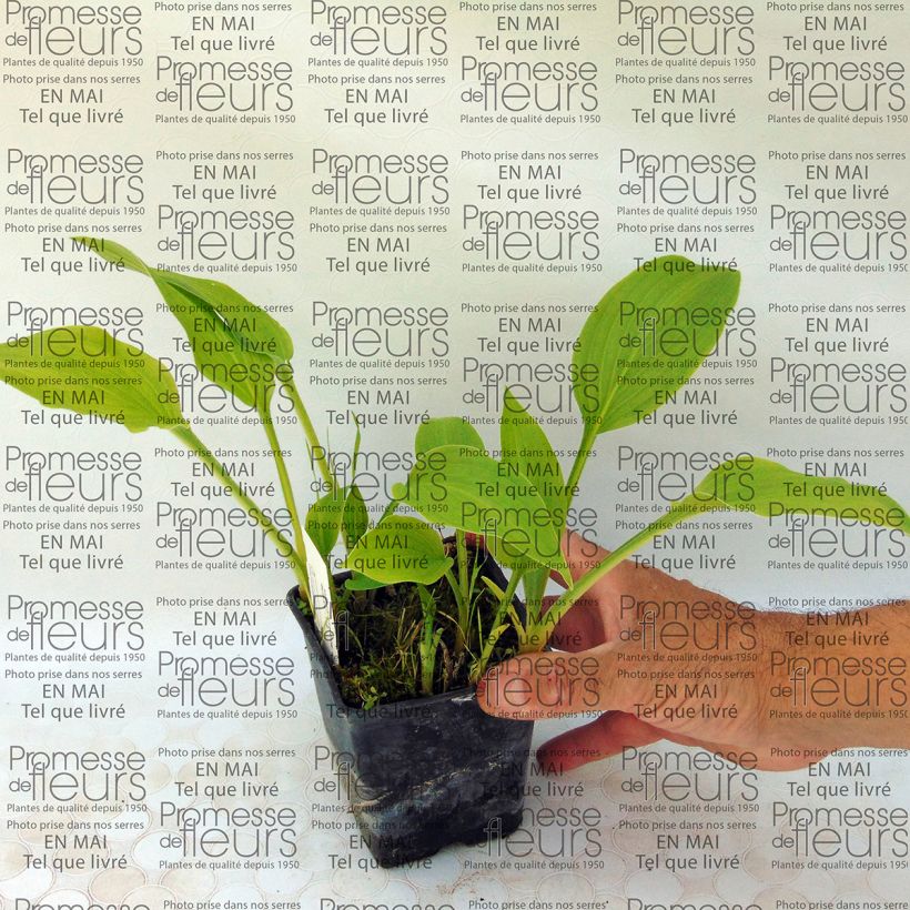 Example of Hosta Sweet Susan Godet de 8/9 cm as you get