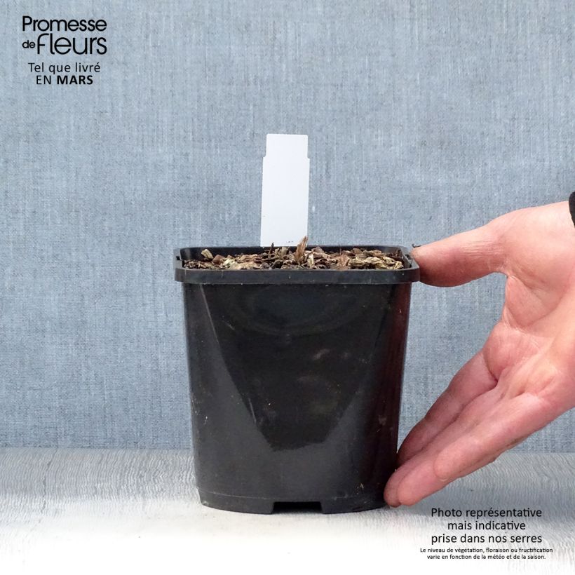 Example of Hosta T Rex  Pot de 1,5L/2L as you get in printemps